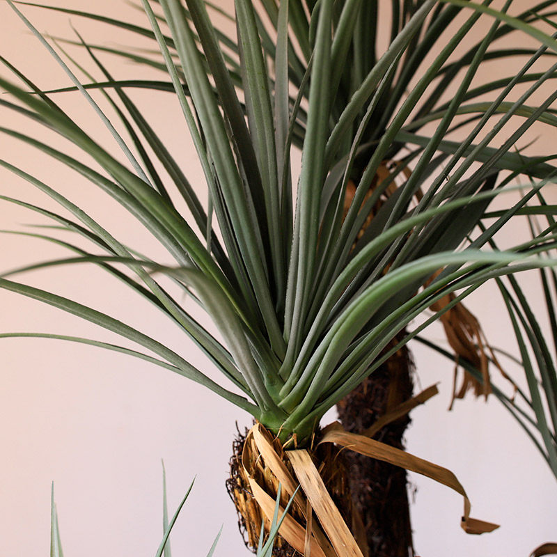 森空间仿真绿植剑麻铁树龙血树植物装饰室内客厅盆栽落地大型假花