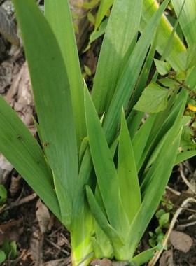 云南扁竹兰带根豆豉叶野鸢尾花射干叶根蝴蝶花带泥整颗绿植盆景花
