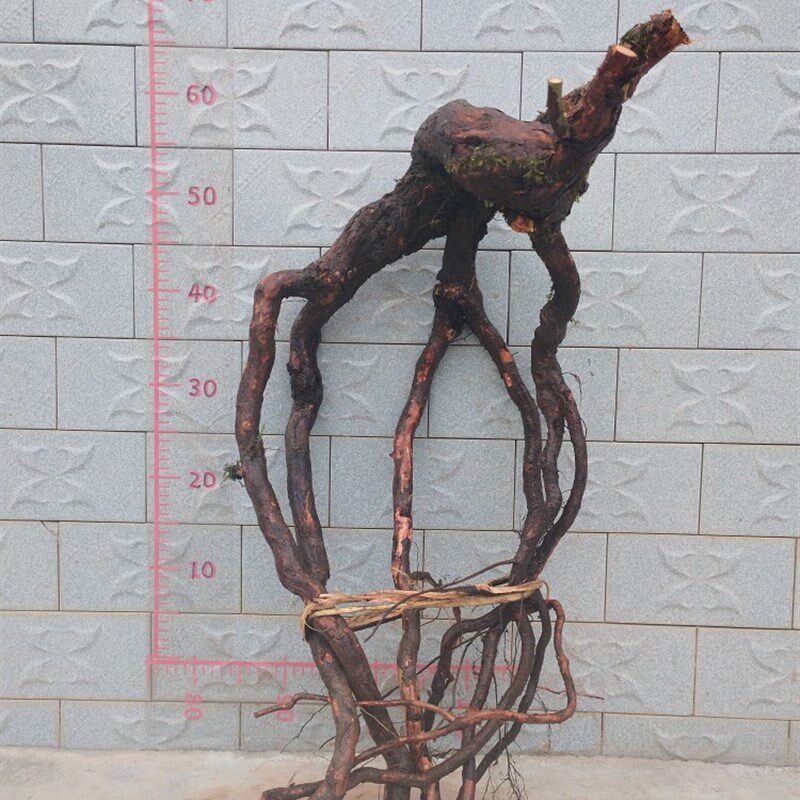 山木香老桩嫁接月季花玫瑰蔷薇花苗砧木庭院盆景树桩果汁躲藏月季