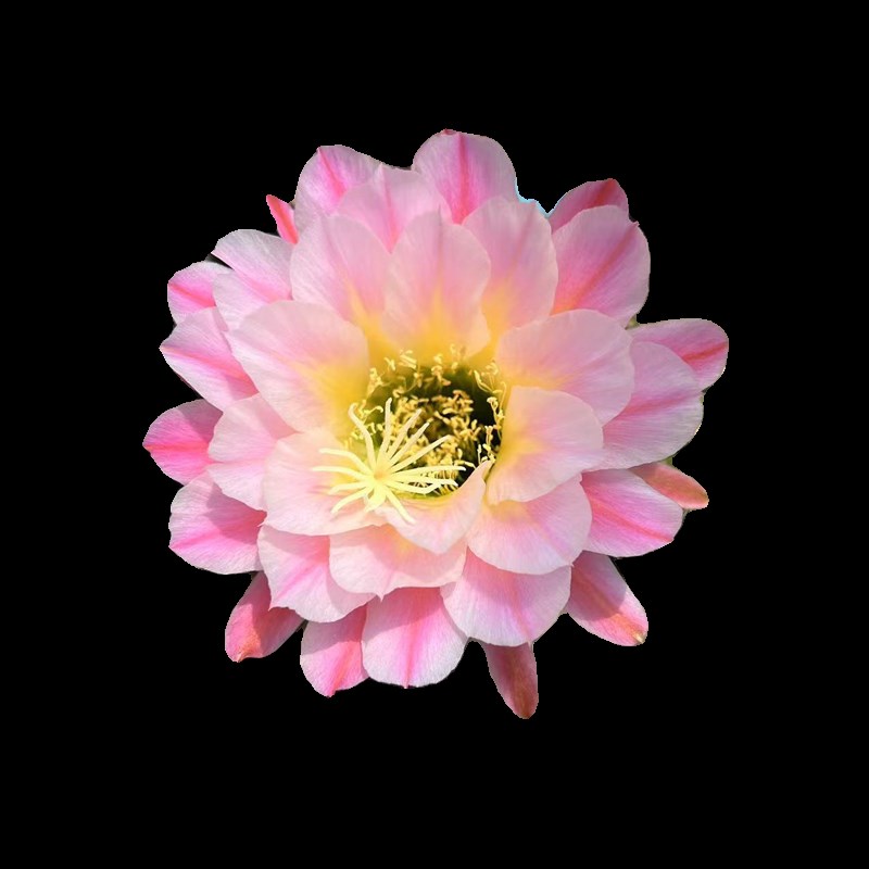 【曙光】毛花柱仙人球经典品种仙人掌多肉植物盆栽阳台庭院花卉