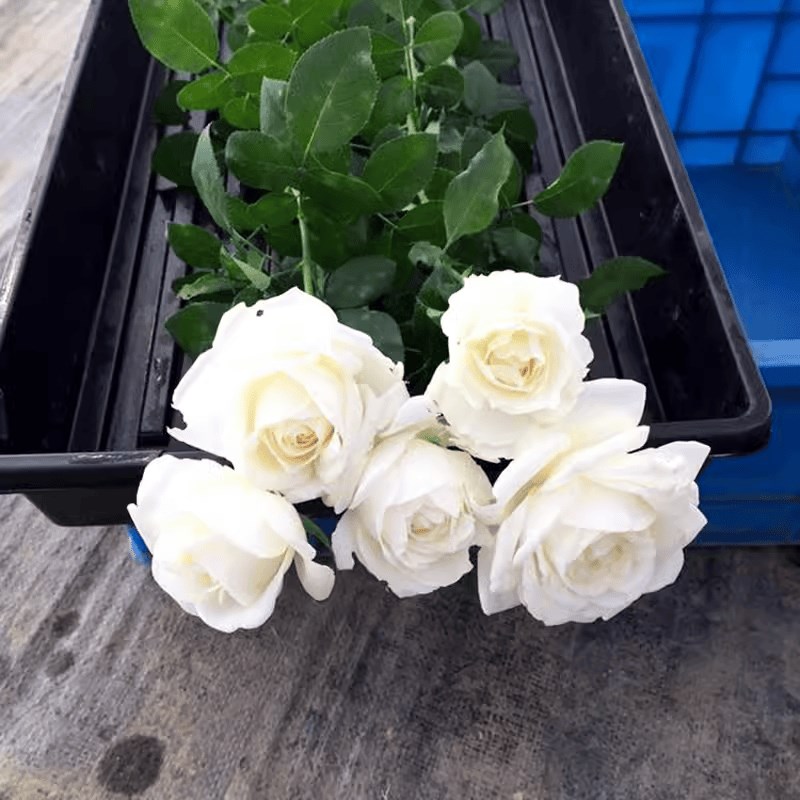 浓香珍妮莫罗月季花苗四季开特大花庭院阳台花卉植物易活玫瑰盆栽