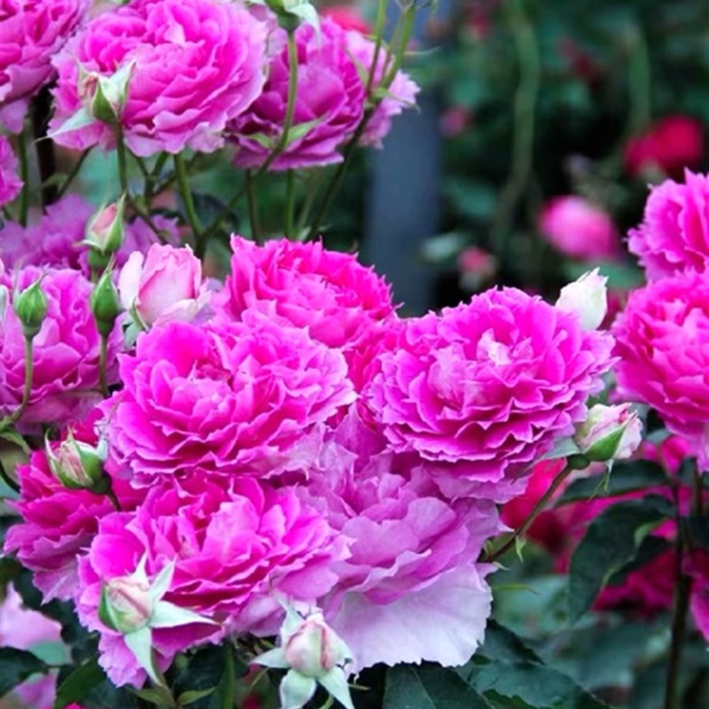 天方夜谭月季花苗大花浓香玫瑰花苗盆栽四季开花果汁阳台树苗灌木