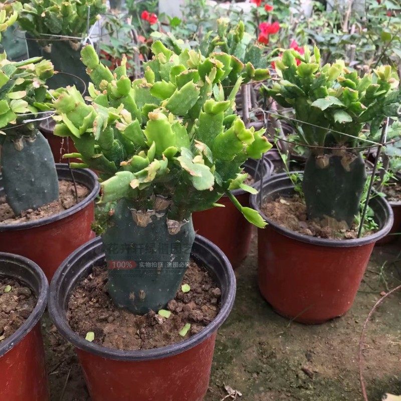 多色叶仙嫁接蟹爪兰盆栽阳台多肉仙人掌层砧木单层叶片冬季观花