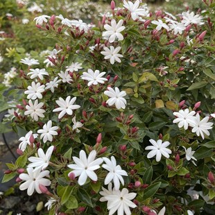 粉苞越南笔尖四季花茉莉盆栽粉茉莉冬茉莉颜值飘香耐寒养护