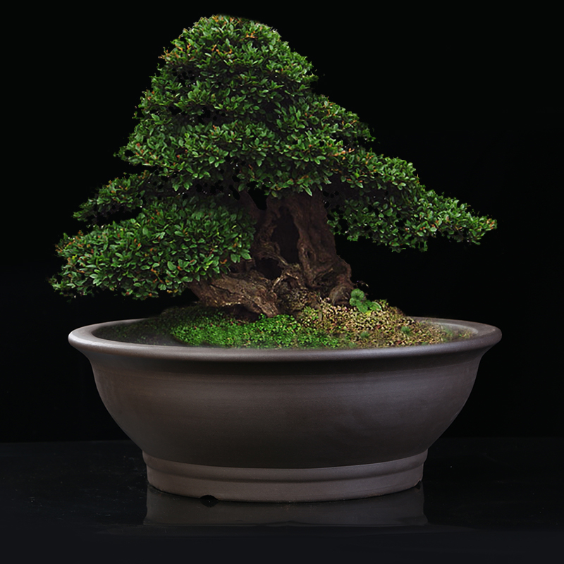 紫砂花盆特大花盆陶瓷盆室内老桩盆栽盆景盆种树大口径促销大花盆