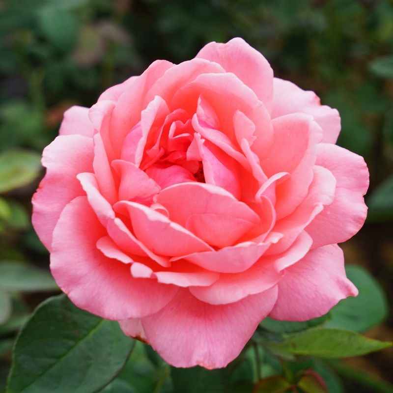 经典大品种月季苗粉扇阳台浓香四季卉绿植阳台朵较大,居家日用,空气净化剂,淘宝优惠券,粉丝福利购,淘宝优惠卷