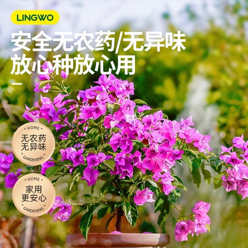 三角梅开花专用肥促花开爆花催花营养液通用型免稀释植物快速四季