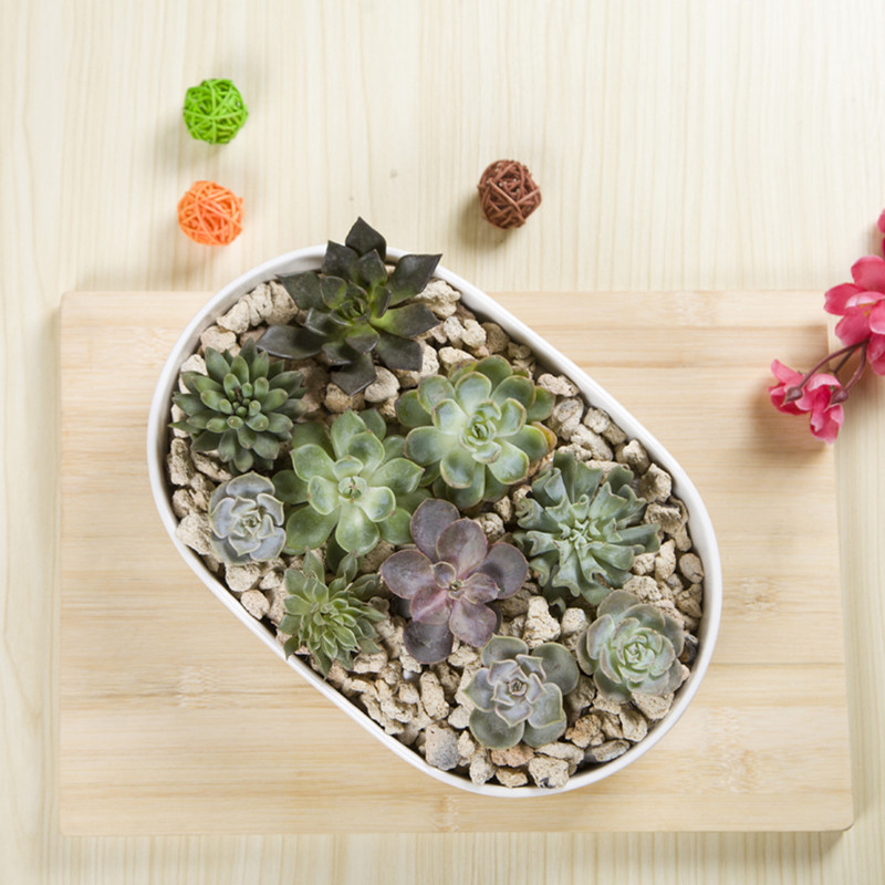 大口径多肉植物盆栽创意拼盘花盆椭圆盆景纯白色陶瓷盆锦