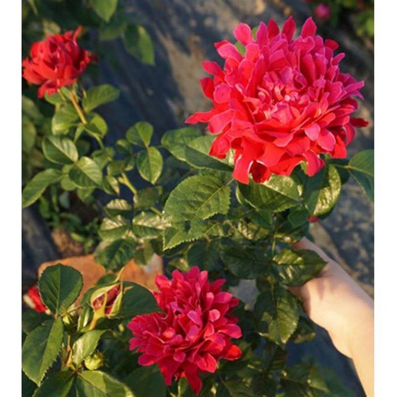 魅力波浪月季花苗阳台花园浓香四季花卉盆栽观花绿植褶边开花形式