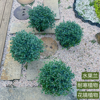 水果兰盆栽水果兰球花苗庭院多年生花镜银色耐寒四季常青花园植物