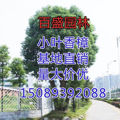 香樟树苗 绿化苗木 驱蚊虫 四季常青 小叶香樟 盆栽地栽