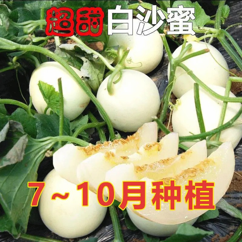 【买一送一】白沙蜜甜瓜种子春夏薄皮特大香瓜种籽四季水果孑F