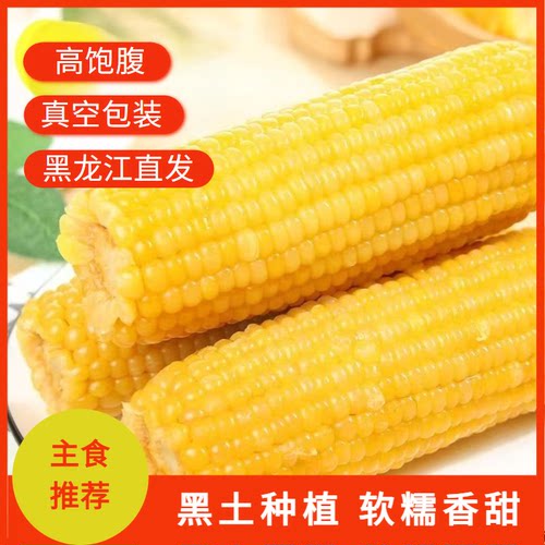 25年东北黄糯玉米真空独立包装整箱8支产地直发轻食低脂软糯代餐