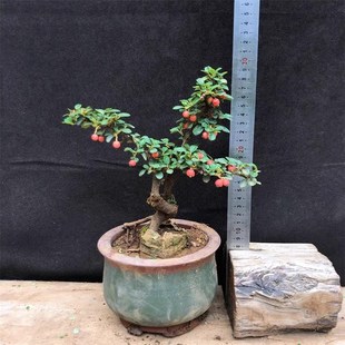 荀子盆栽造型矮霸小叶白花大果荀子盆景树苗室内桌面植物红果荀子