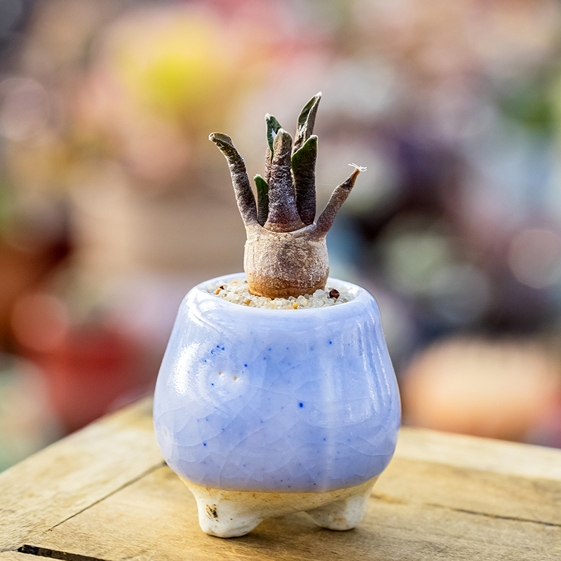 黑牡丹实生苗仙人球多肉植物riocrpu kotchoubeynu