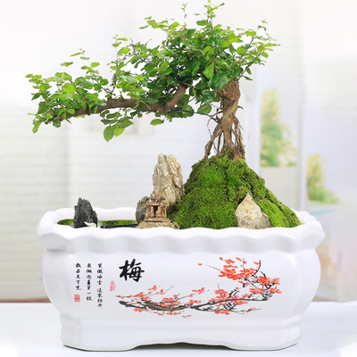 长方形陶瓷花盆个性创意简约室内阳台带托盘小榕树多肉植物盆栽