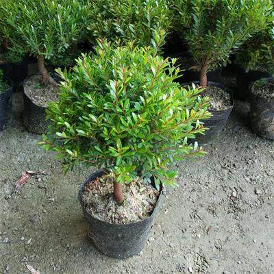 小叶赤楠盆景红杨黄杨金丝楠木微型盆栽办公室香木盆景花卉绿植