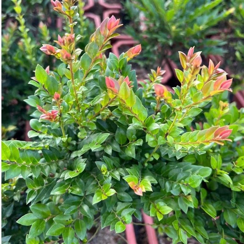 小叶紫檀黑骨茶老桩盆景盆栽绿植四季常青好看又好养