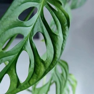 米歇尔仙洞龟背竹多孔洞洞芋垂藤爬藤耐阴水培办公室内盆栽除甲醛