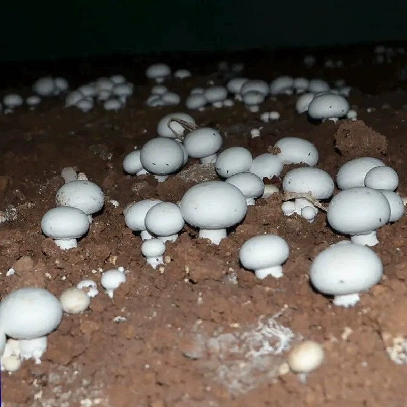 双孢菇蘑菇种植包可食用菌包菌棒阳台庭院盆栽家庭种植趣味植菌种