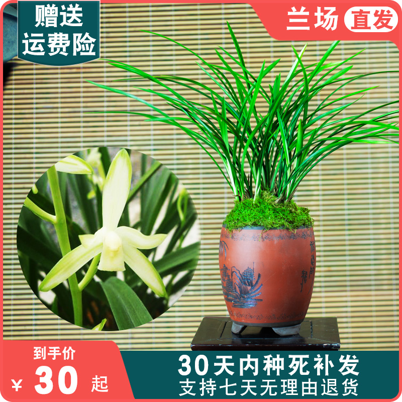 铁骨金刚兰花国兰盆栽兰花苗带花苞兰草浓香四季兰名贵花卉国兰