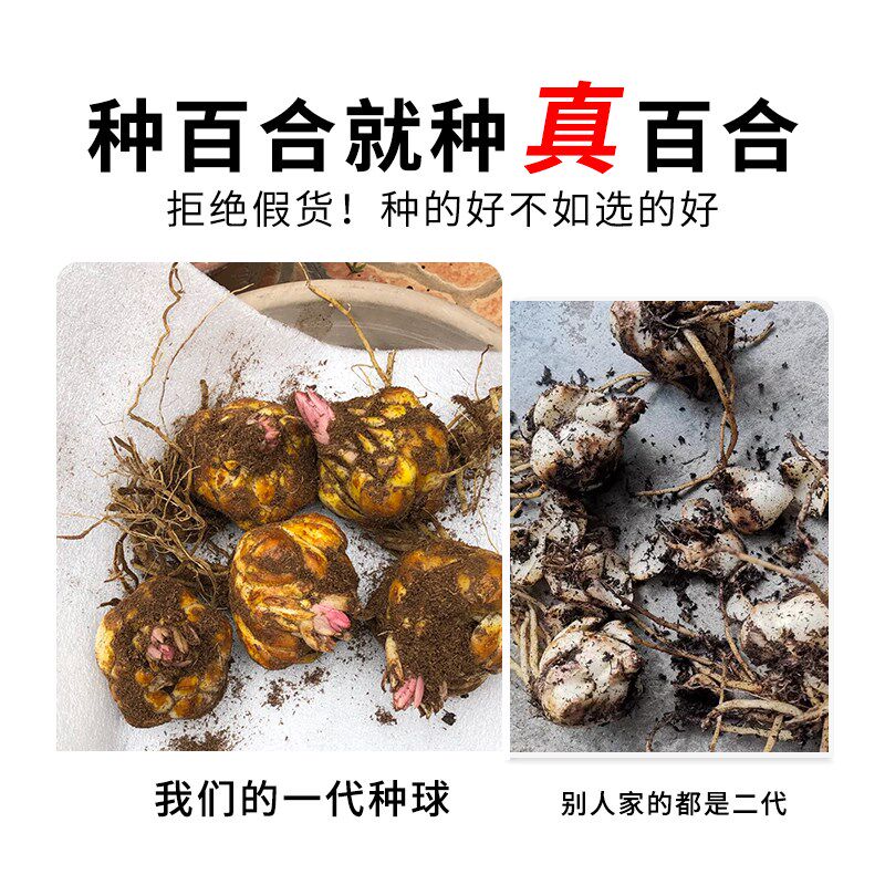 颗香水百合种球大重瓣季室内易活卉鲜种籽子