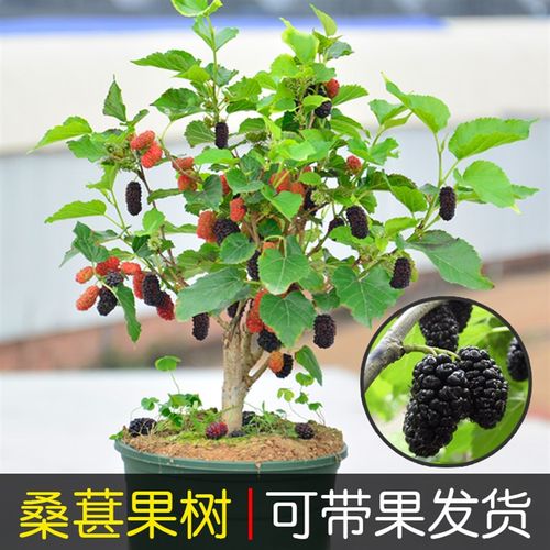 桑葚盆栽树苗当年结果四季食用桑树花卉绿植阳台庭院果树桑椹大苗