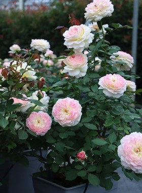 绿园美植 梅克林花边/洋 河本丰花灌木月季粉白抗病庭院阳台盆栽