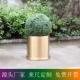 圆形 香槟金 盘 种植箱 盆 底 家庭园艺 圆柱