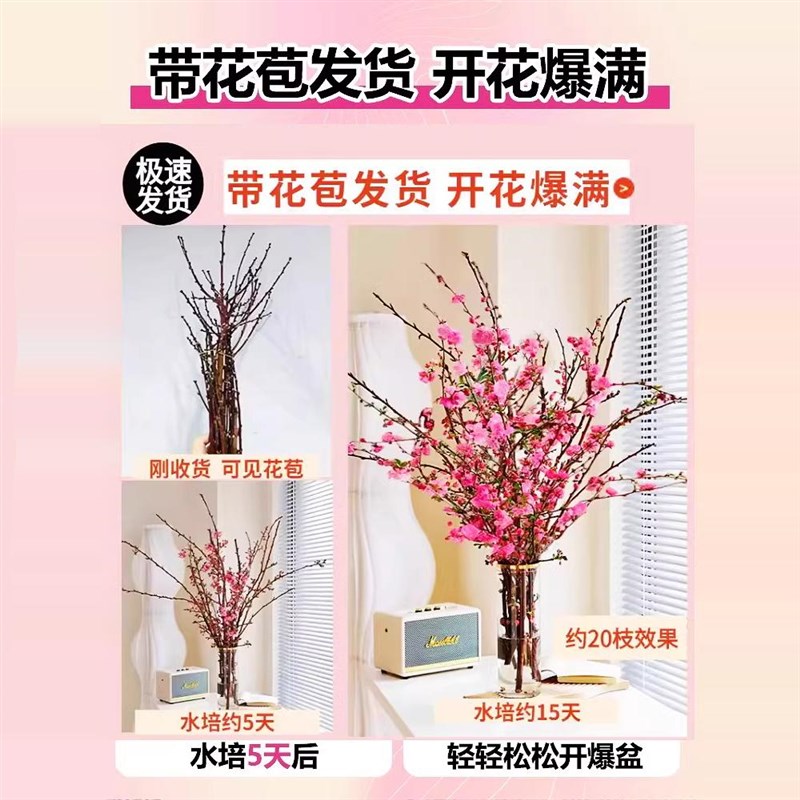 桃花枝水培植物红梅鲜花切枝树干枝珍珠李花卉室内水养绿植物盆栽