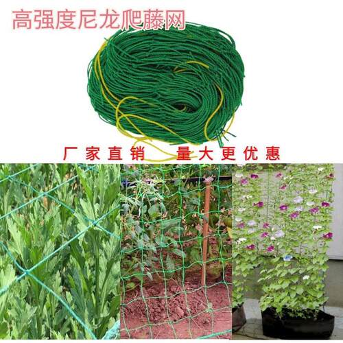 植物爬藤网绿色园艺方格子黄瓜吊瓜攀爬网支架菊花抗风抗倒伏网