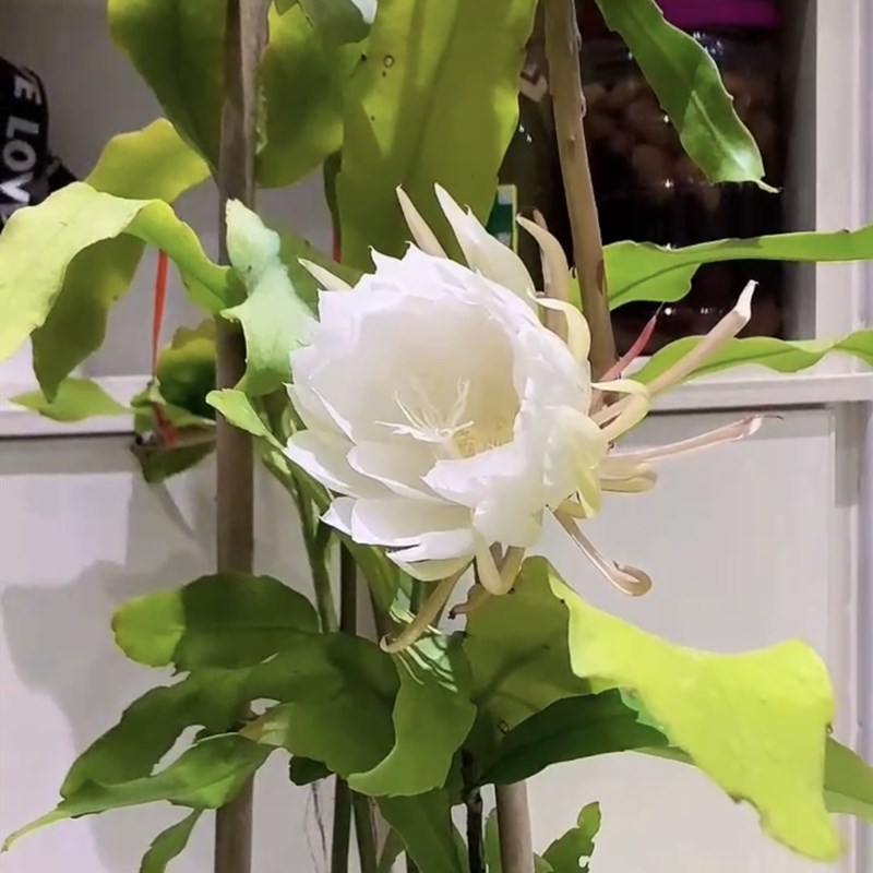 昙花苗室内阳台庭院植物绿色盆栽盆景花卉昙花一现适合新手养殖