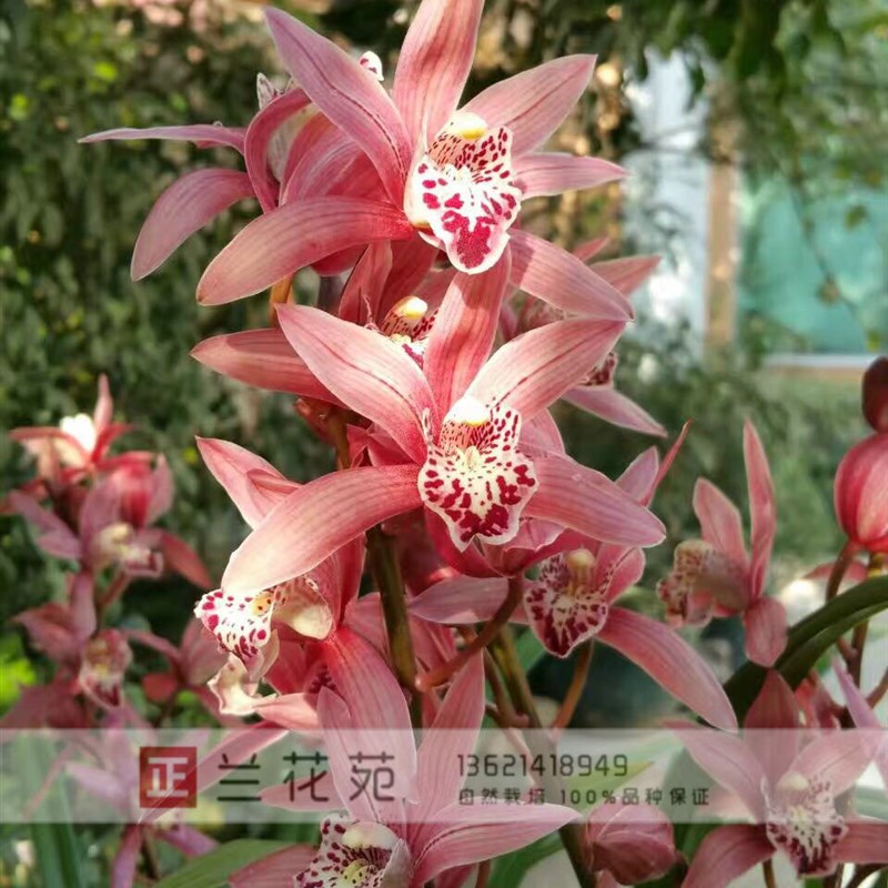 甜香娇美红花 台m北小姐 花大 杂交兰浓郁甜香 花色鲜艳