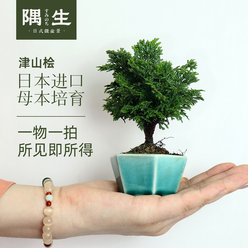 日本桧柏老树龄进口品种小盆栽
