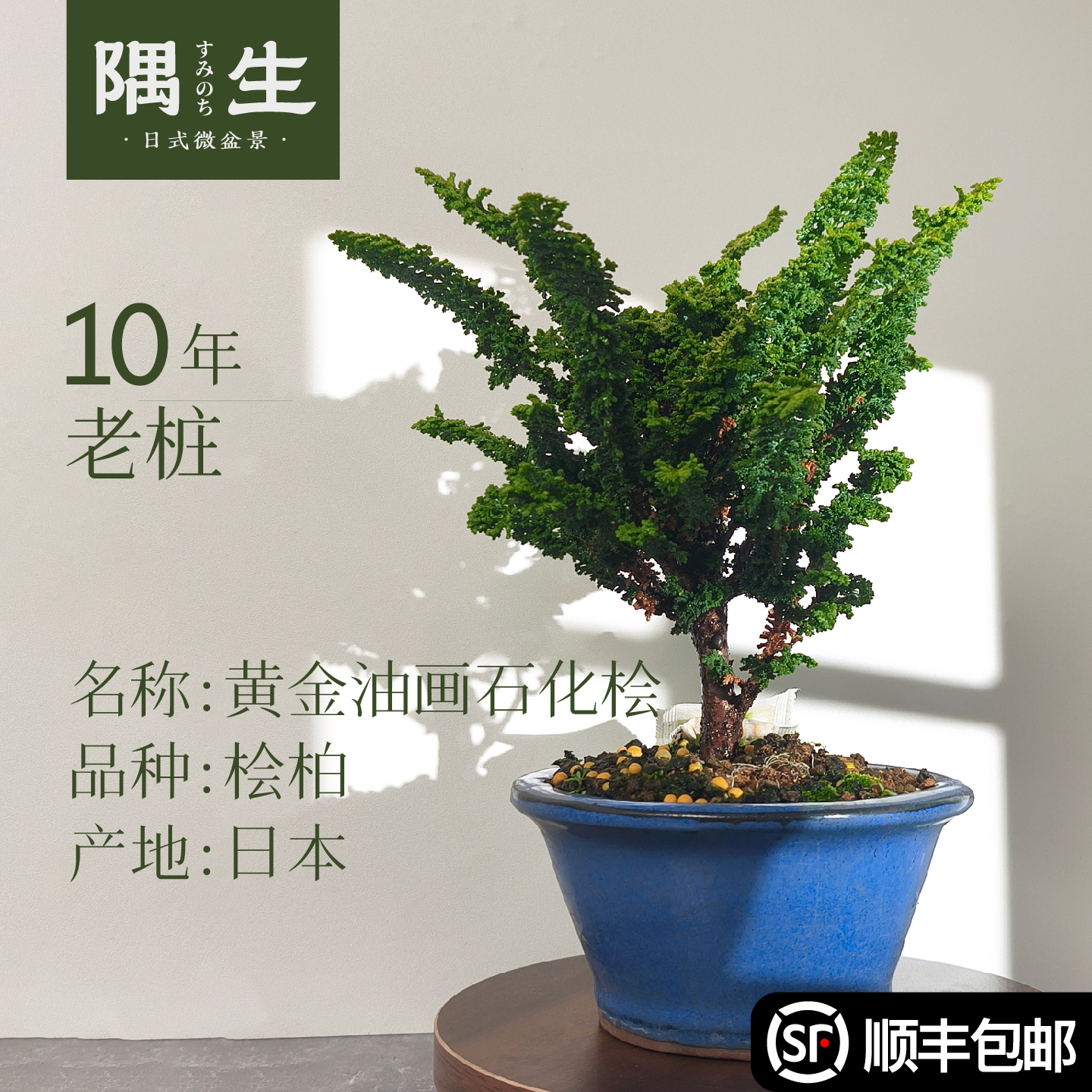 日本进口品种黄金石化桧微型茶桌面高档盆景原生迷你盆栽四季常绿