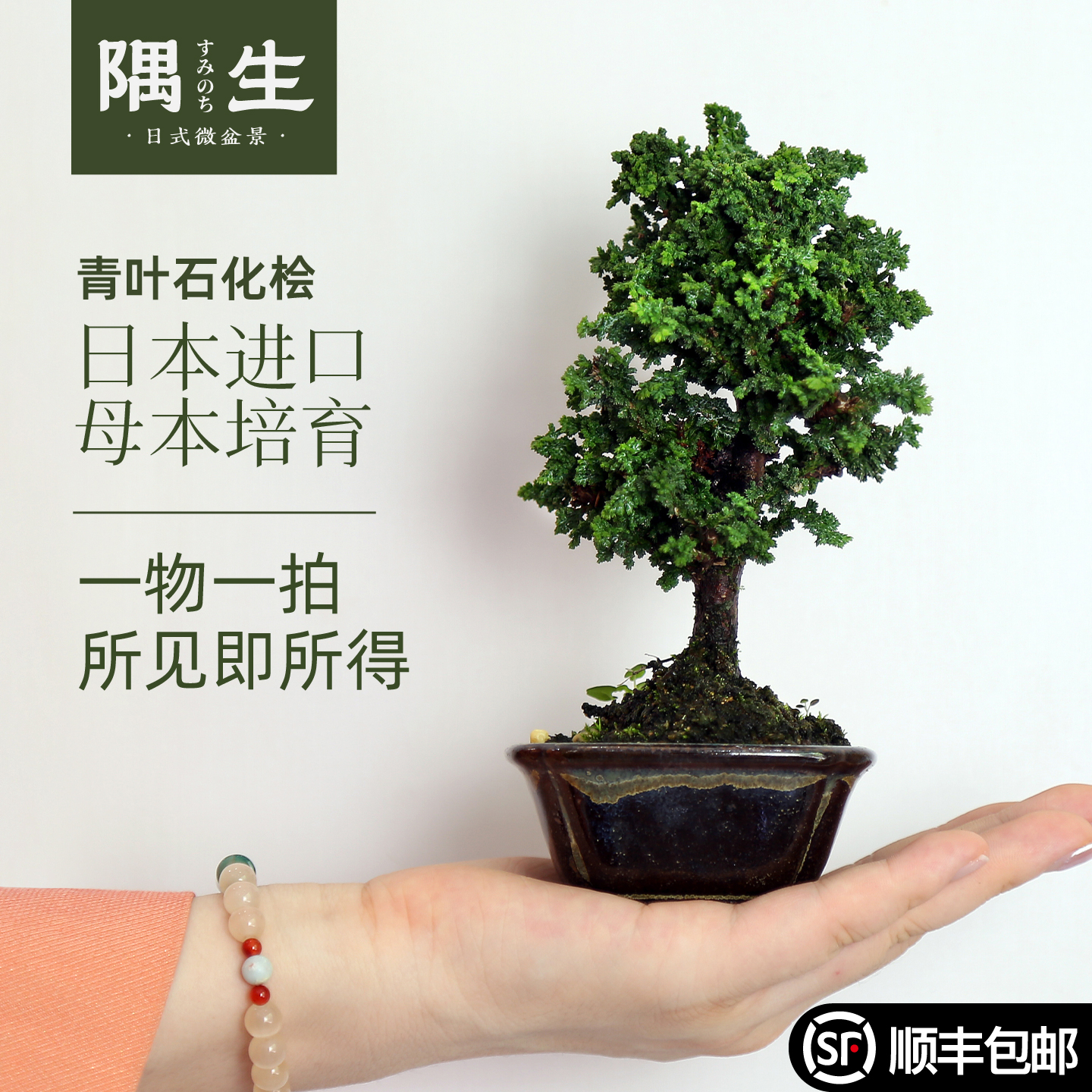 日本青叶石化桧进口品种一物一拍