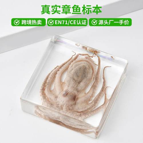 真实章鱼标本水晶滴胶摆特色手工艺摆件学校科教自然章鱼标本