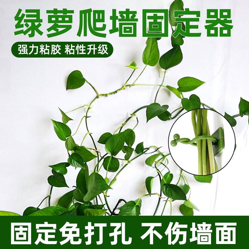 绿萝夹子爬藤植物藤蔓固定夹花卉