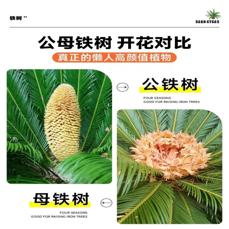 铁树盆栽绿植花卉树苗大盆景苏铁开花公母客厅室内绿植好养植物