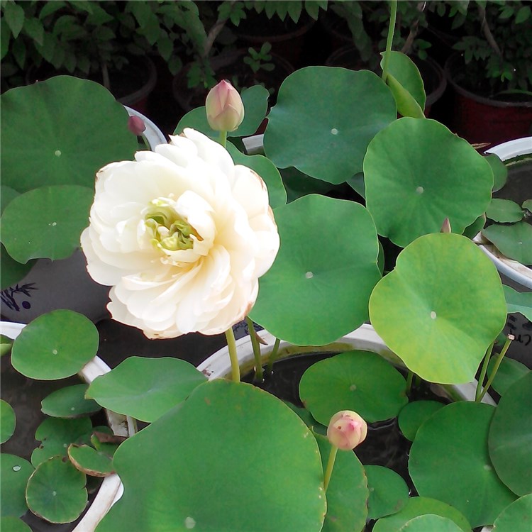 素雅  汝州老农花卉真碗莲微型小型荷花迷你碗莲种藕鞭成品小苗