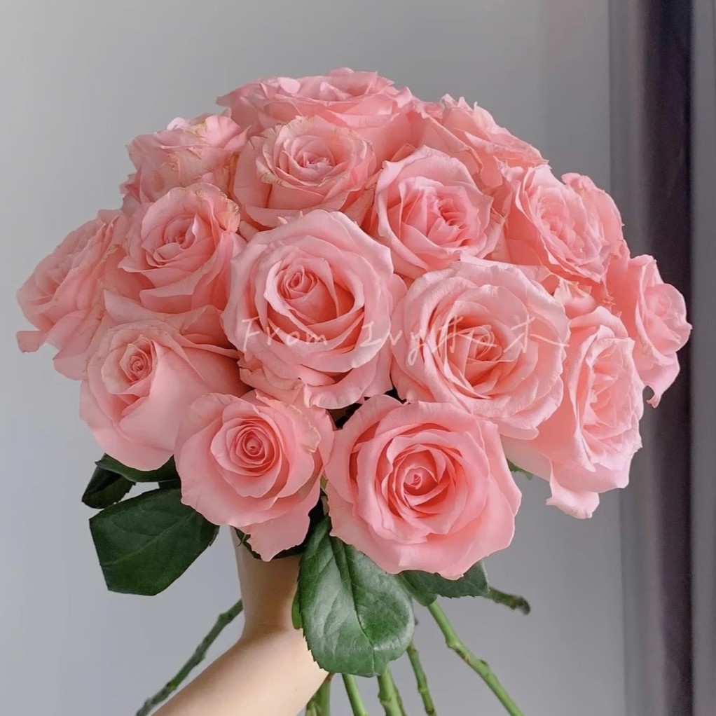 粉荔枝  月季花苗开花玫瑰小苗四季盆栽花卉爬藤植物蔷薇树苗绿植