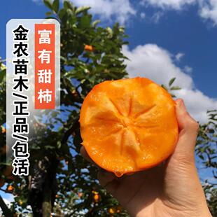 富有甜柿树苗南北方庭院阳台地栽特大果树盆栽嫁接水果脆柿子树苗