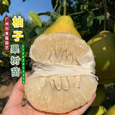 广东良种嫁接沙田柚果树苗