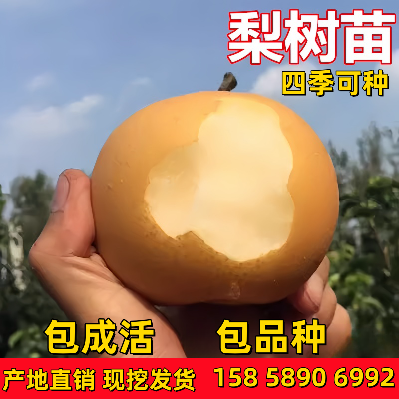 嫁接梨树苗早酥红黄鸭果南