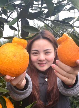 丑橘苗丑桔树苗不知火柑橘春见丑八怪粑粑柑树苗椪柑苗橘子苗