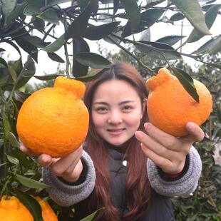 丑橘苗丑桔树苗不知火柑橘春见丑八怪粑粑柑树苗椪柑苗橘子苗