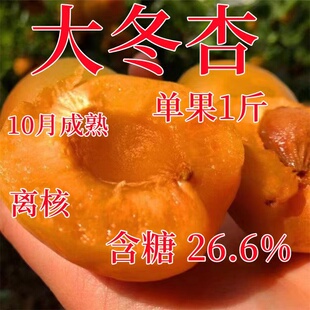 晚熟冬杏树苗 杏树果苗 嫁接新品种水果苗杏树苗特大脆甜冬杏树苗