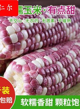 农家新鲜花糯玉米彩色紫色甜糯玉米生水果玉米棒带皮整箱现摘9斤