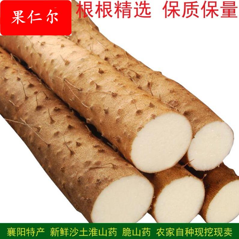 襄阳脆山药 新鲜菜山药 粗大山药 农家淮山药 现挖现发