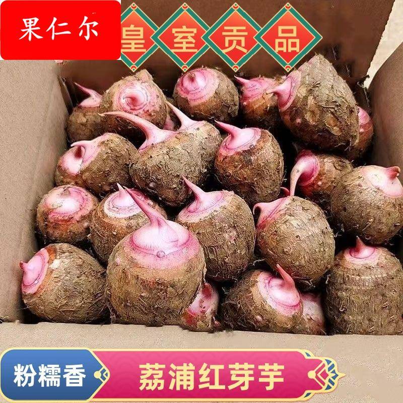 早餐粉芋仔牛奶粗粮糯芋头小小芋荔浦香芋仔毛香甜红芽芋农家蔬菜